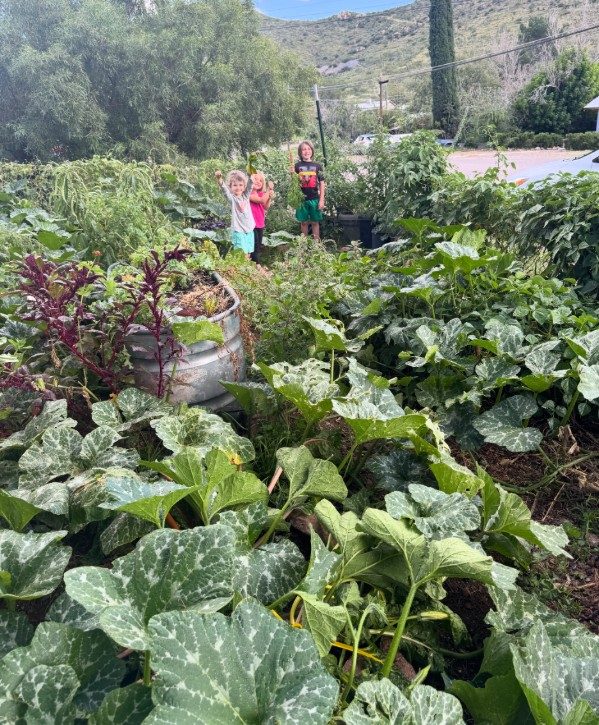A front yard garden in Bisbee