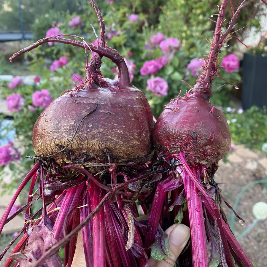 Fresh pulled beets from a Cochise County garden