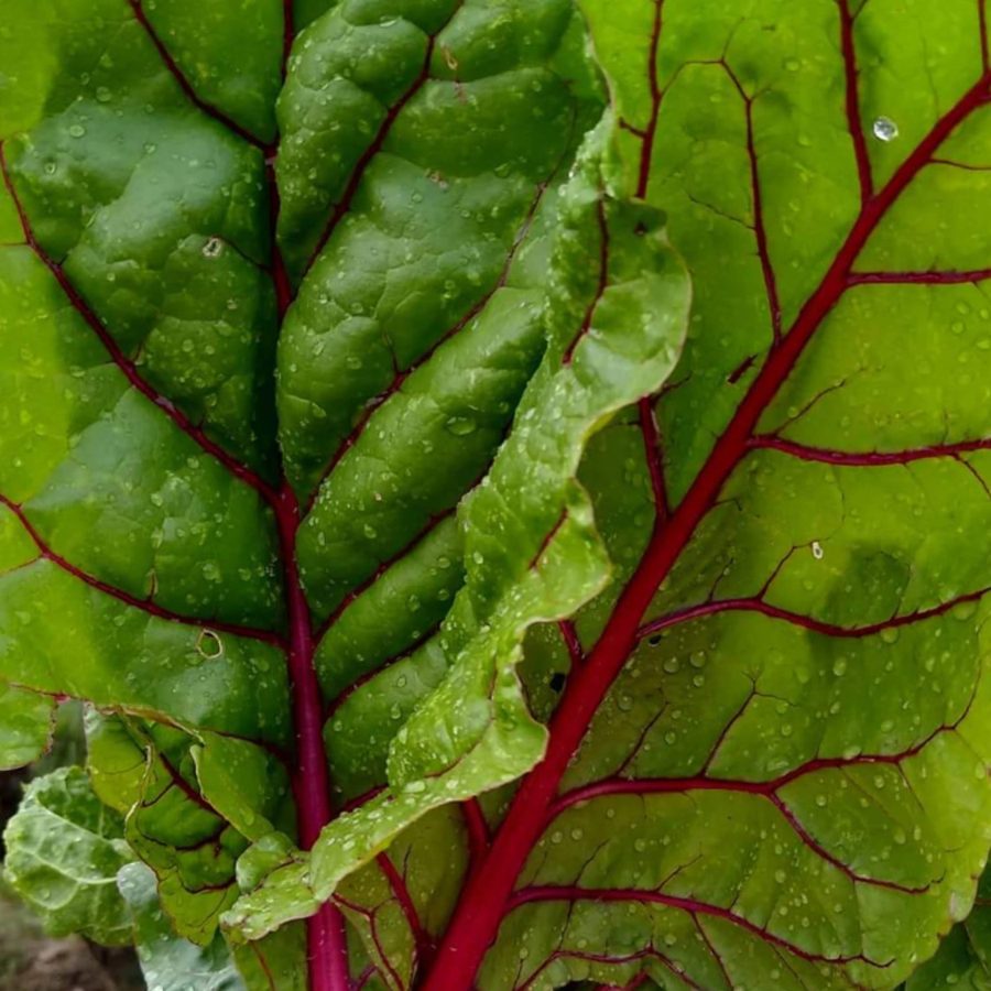 Rainbow chard from a Cochise County garden