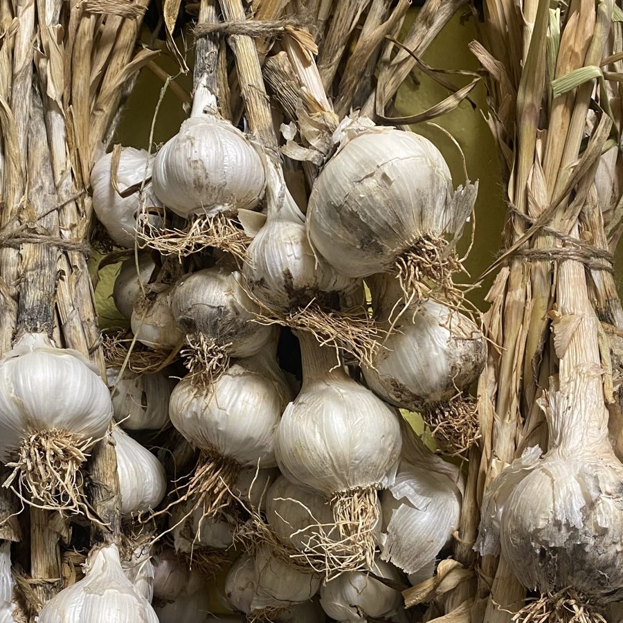 Braids of homegrown garlic