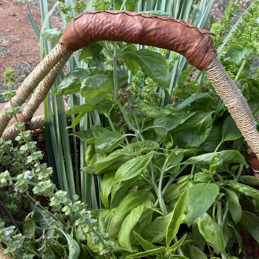 A basket of fresh cut herbs