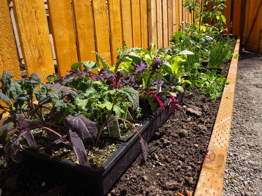A raised garden bed full of greens