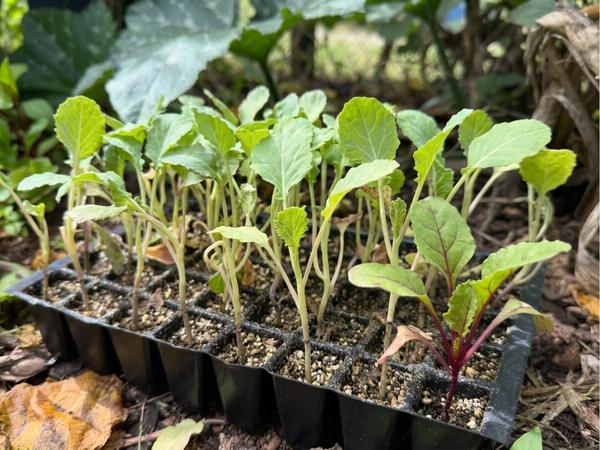 A tray of cool season seedlings ready to transplant