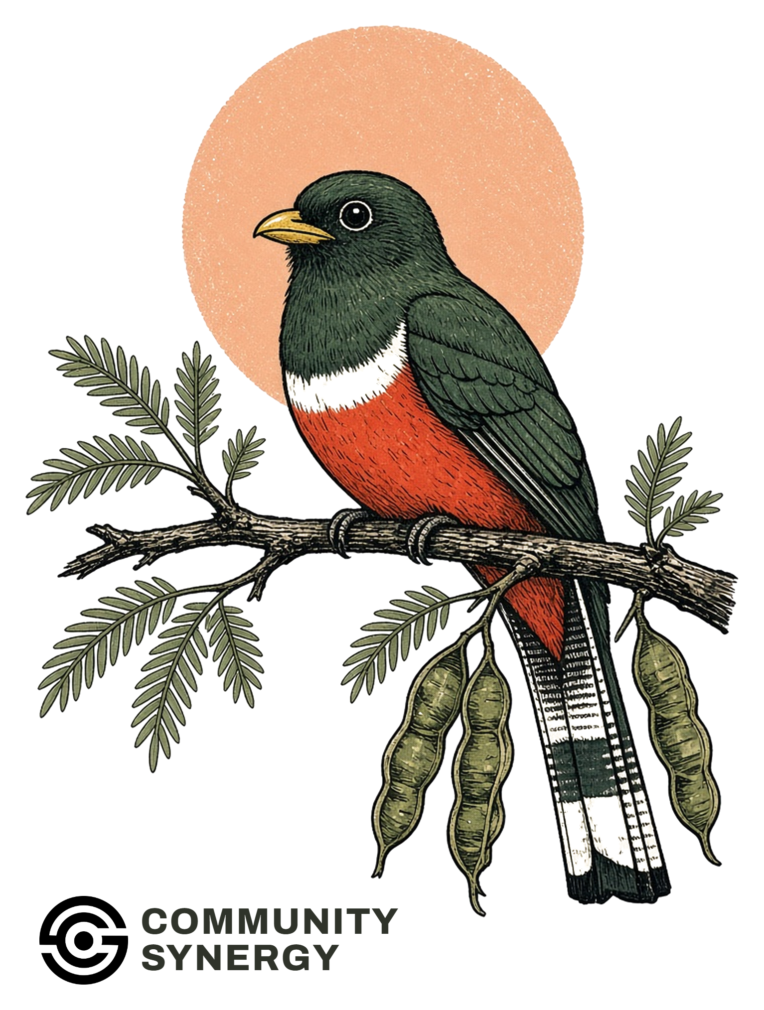 Elegant Trogon on a mesquite branch